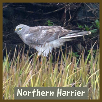 Northern Harrier